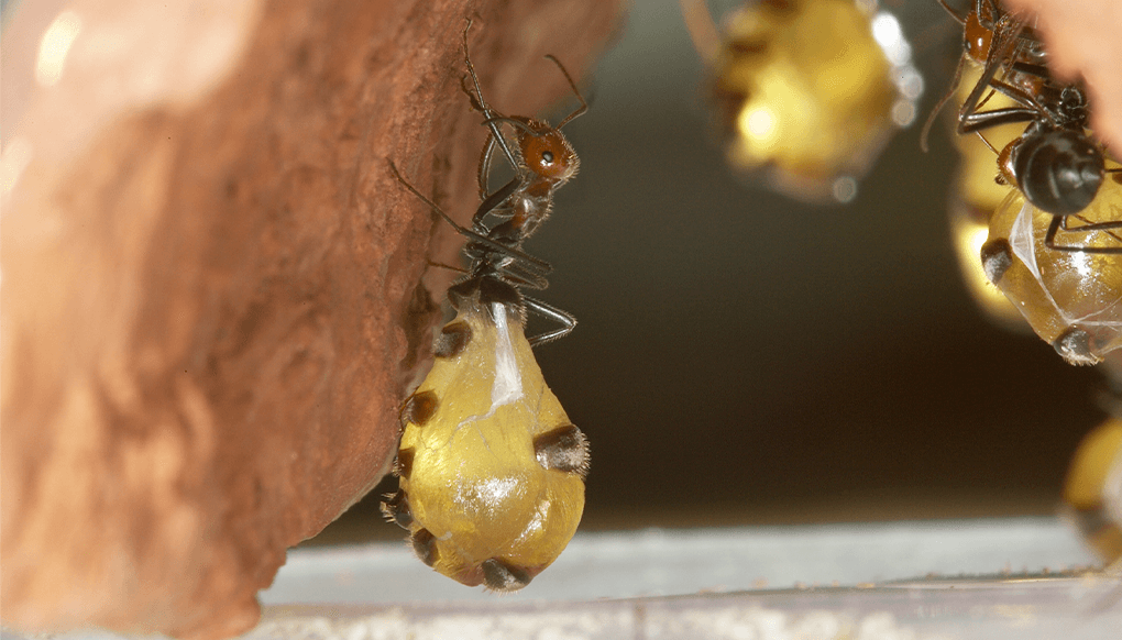 Replete honeypot ant with swollen abdomen