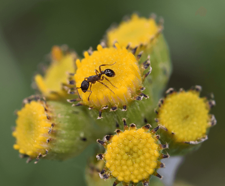 Honeypot Ants' Honey Can Kill Pathogenic Bacteria But Leave Others