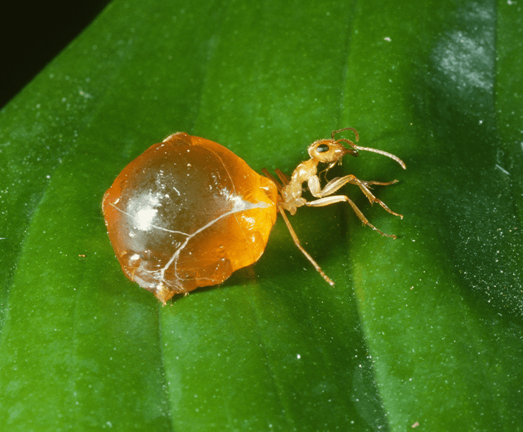 Replete honeypot ant with swollen abdomen