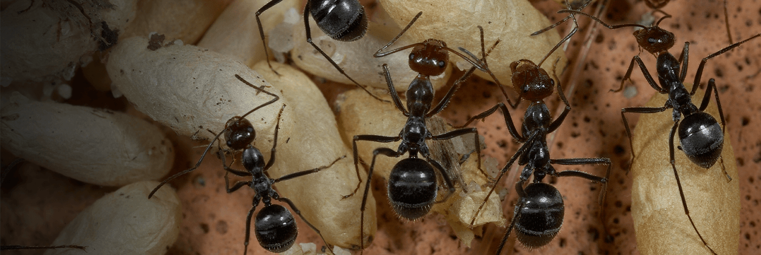 Honeypot ant | San Diego Zoo Wildlife Explorers