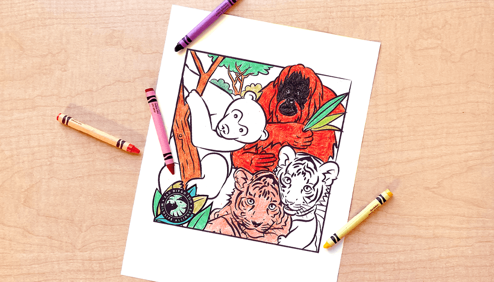 Coloring page with bear, orangutan, and tiger cubs. 
