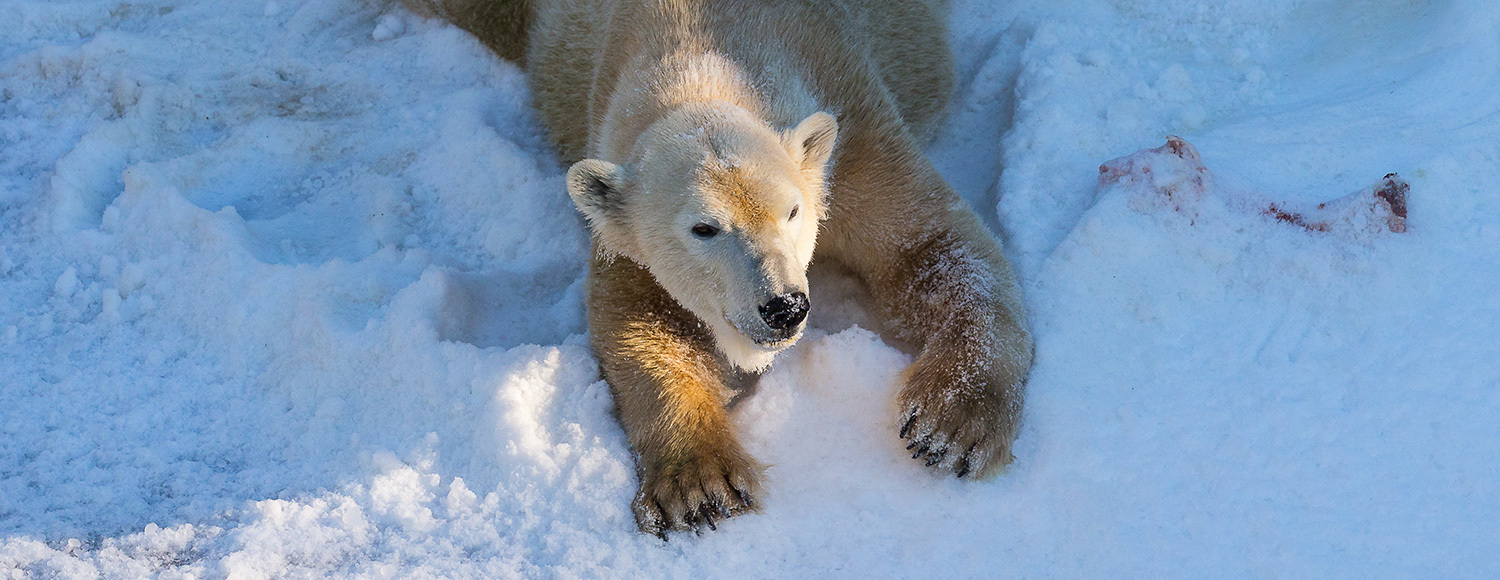 polar bear sliding on snow