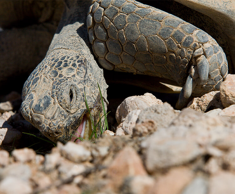 Tortoise eat