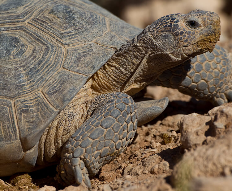 Tortoise dig