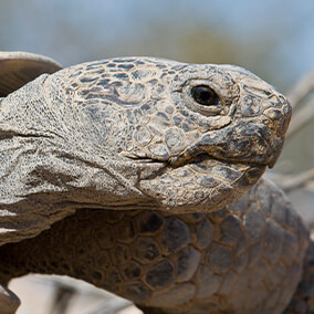 close up of tortoise head