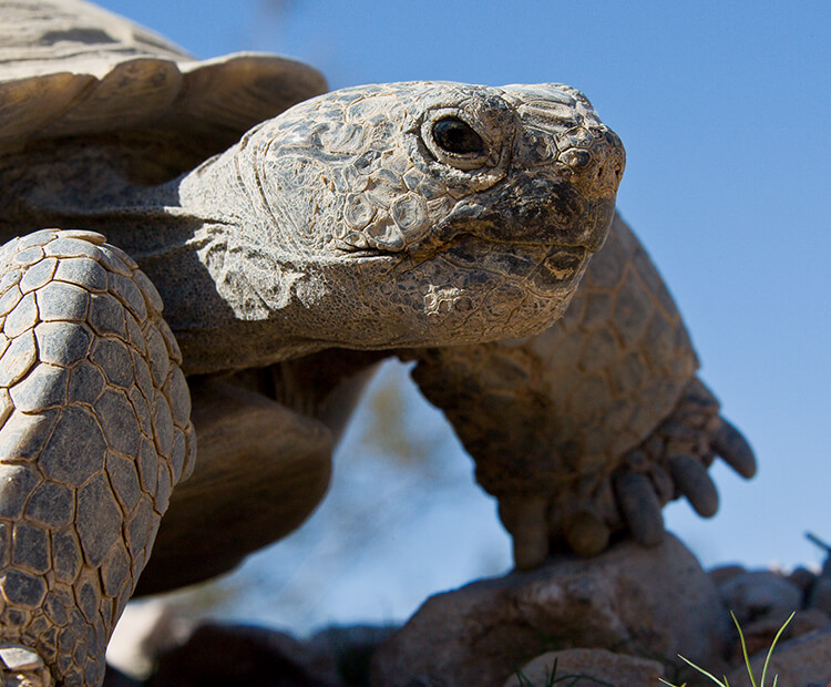 tortoise walk