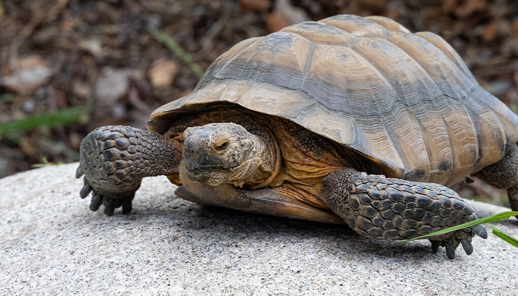 Turtle on a rock