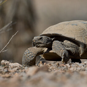 desert tortoise in wild