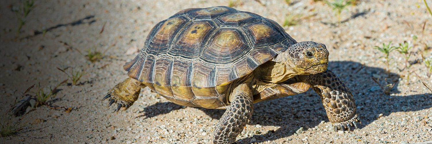 desert tortoise in wild