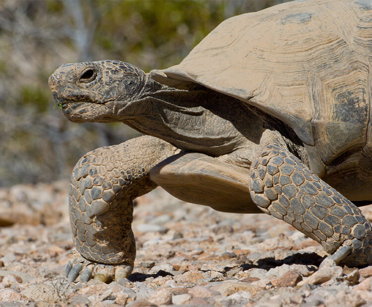 tortise walk