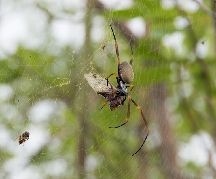 Golden Orb Weaver San Diego Zoo Wildlife Explorers