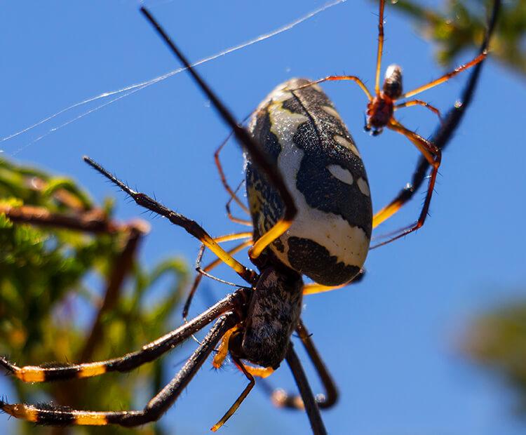 Golden on sale web spider