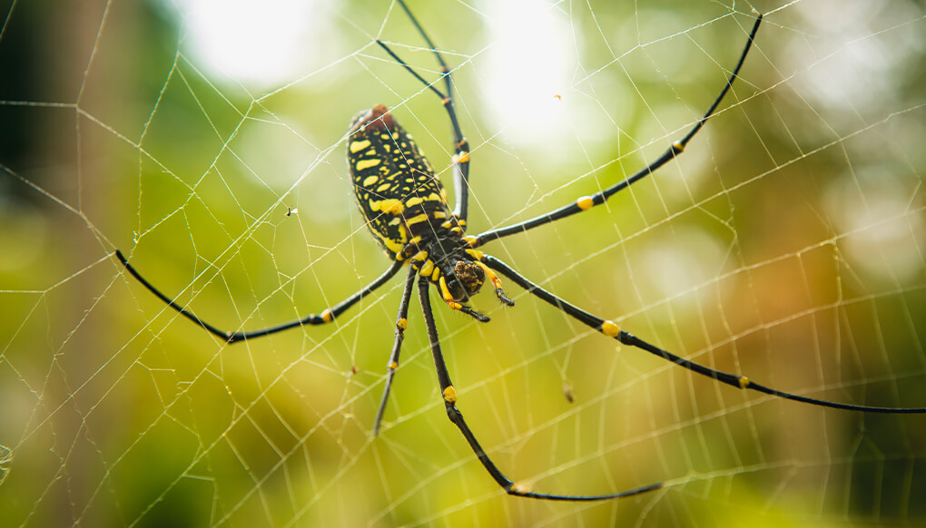 Orb deals web spider