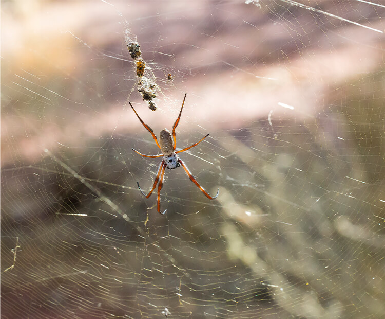 Golden orb weaving spider 