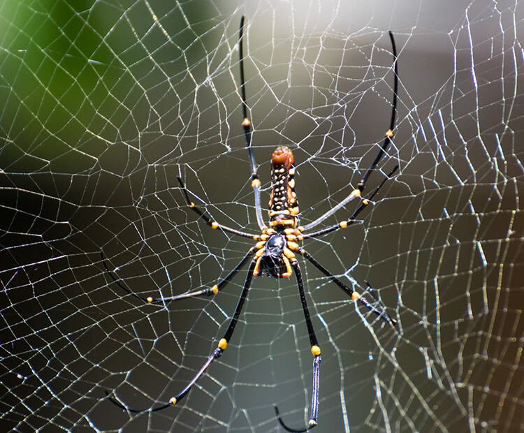 This is how spiders weave webs in space without gravity