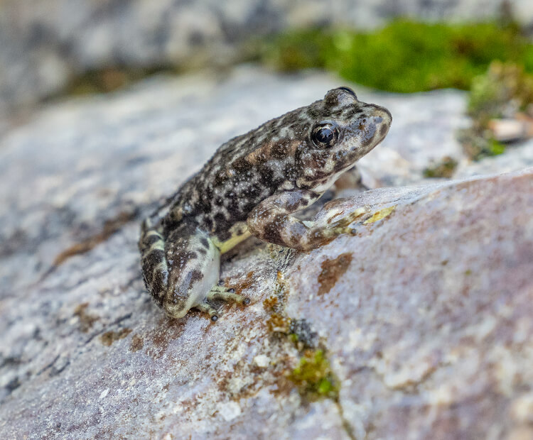 frog on a rock