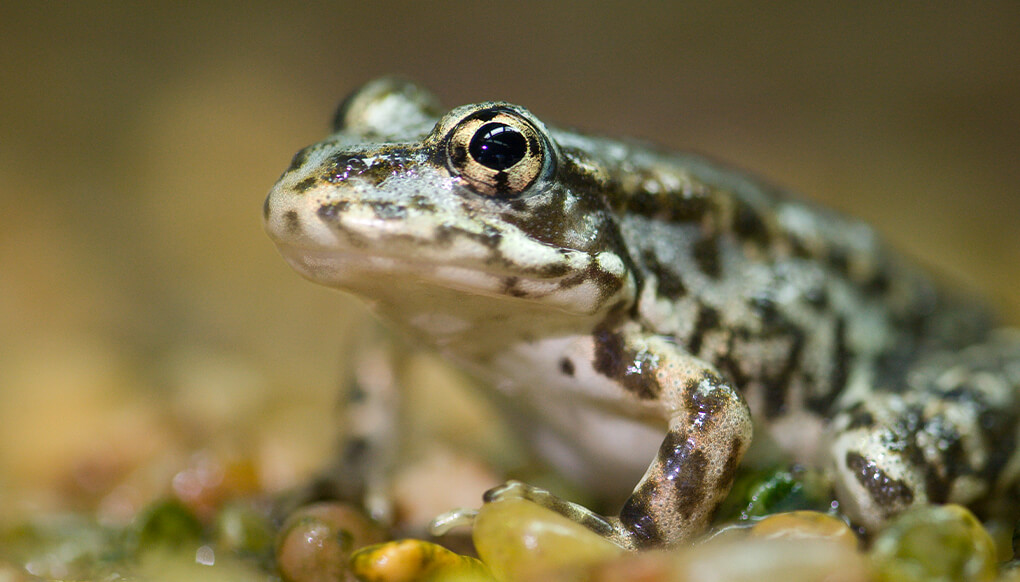 Mountain yellow-legged frog | San Diego Zoo Wildlife Explorers