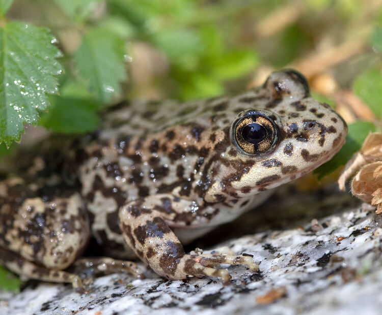 Frog on a wet rock