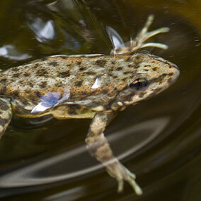 Frog in wet water