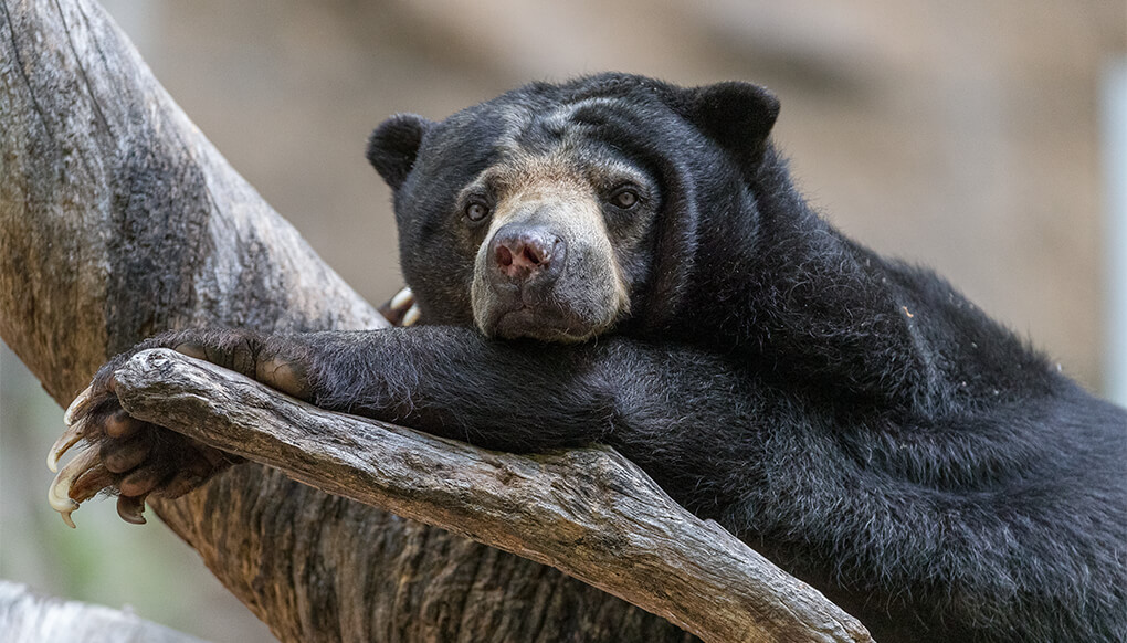 Sun Bear on branch