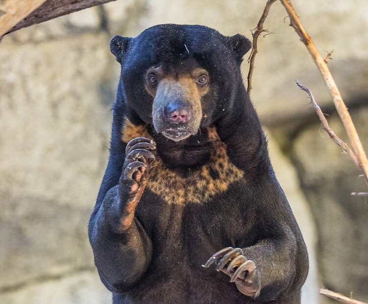 Sun bear with marking. 