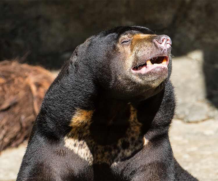 Sun bear making noise