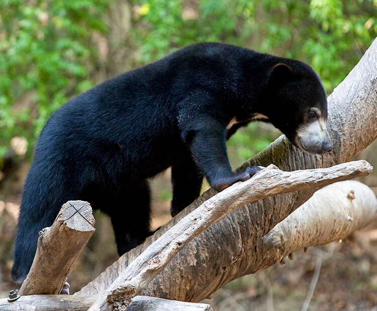 Sun bear in tree