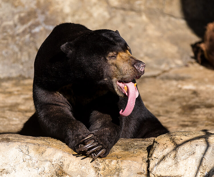 sun bear with tounge out