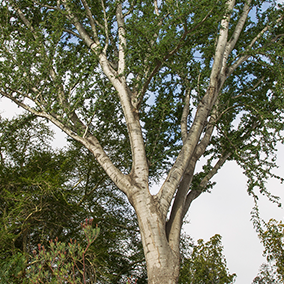 leafy acacia tree