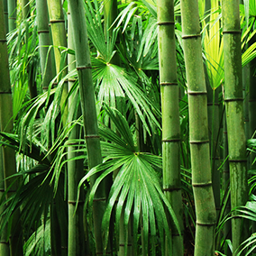 1,400 different kinds of bamboo