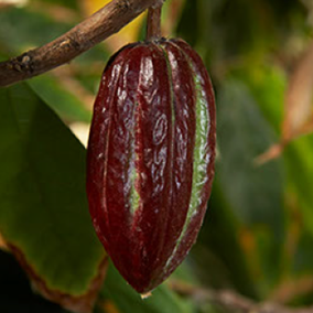 cacao beans 