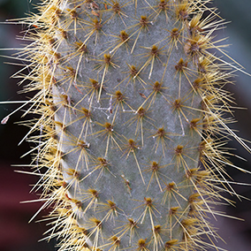 Many cactuses 