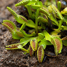 Venus flytraps stayin’ alive