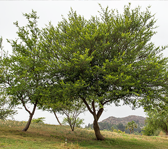 acacia