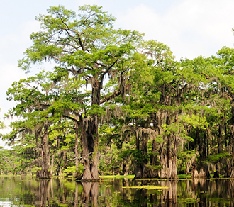 bald cypress