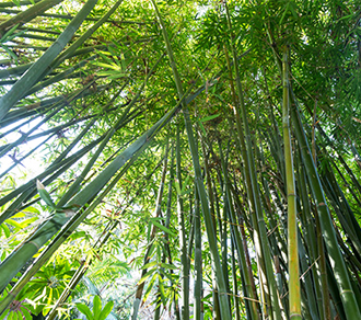 bamboo