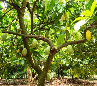 cacao