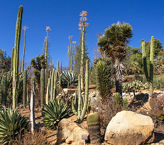 Cactus  San Diego Zoo Animals & Plants