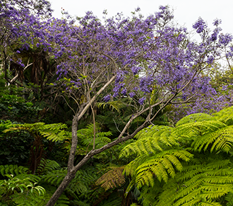 jacaranda