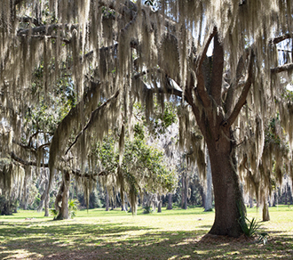 Spanish Moss Camouflage