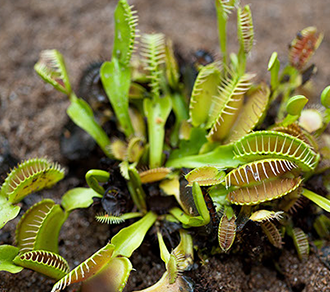 venus flytrap