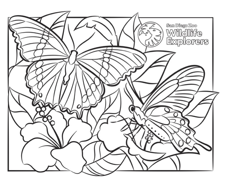 Butterfly coloring page.