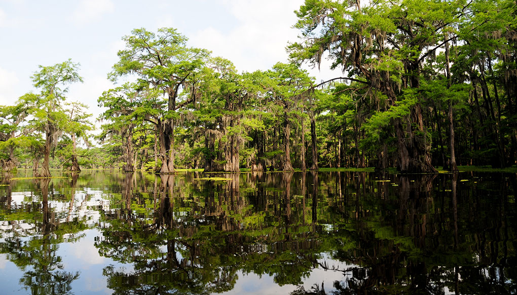 bald cypress