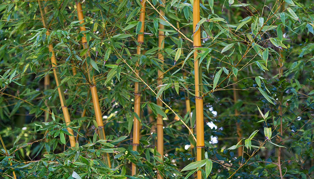 bamboo