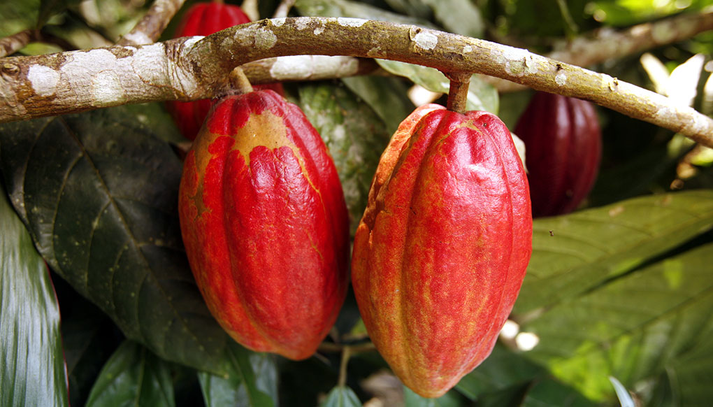 Cacao