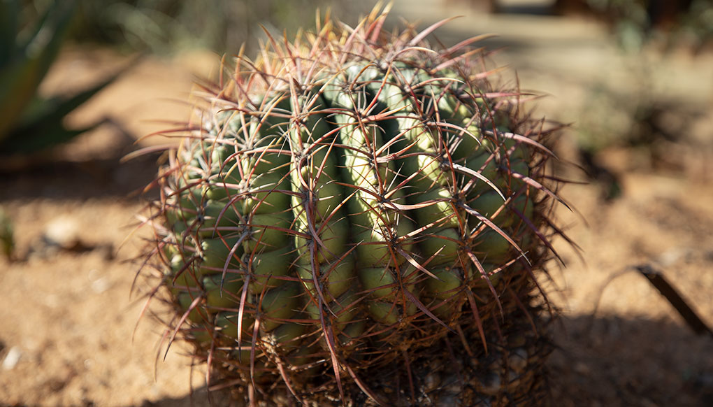 cactuses