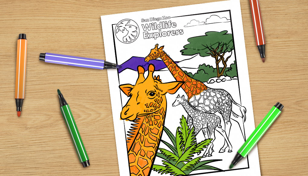 Giraffes coloring page