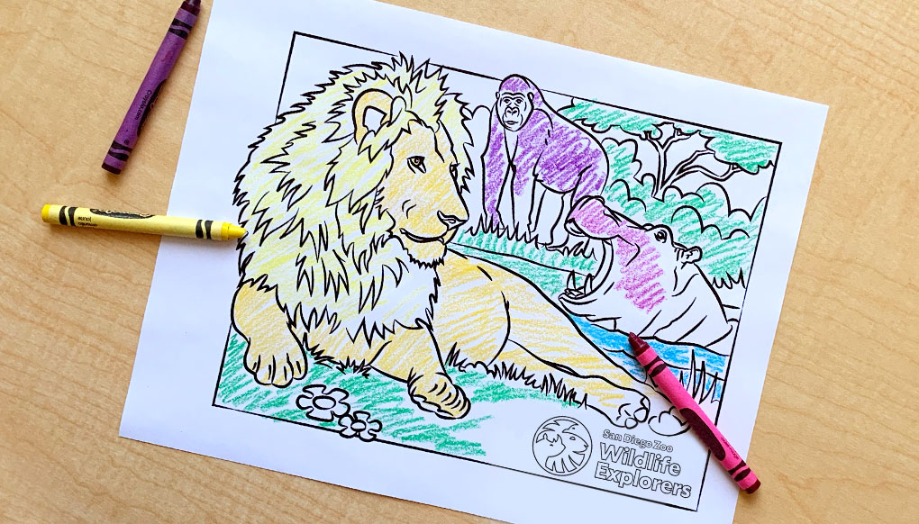 Lion, gorilla, and hippo coloring page.