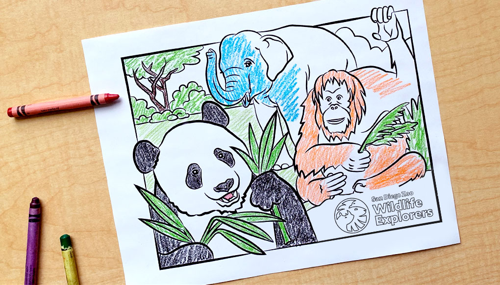 Panda, orangutan, and elephant coloring page.