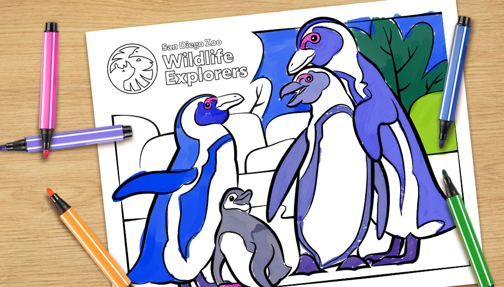 African penguin family coloring page.
